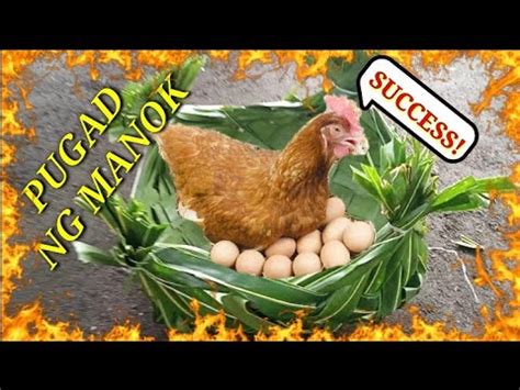 purga ng manok|Pesang Manok .